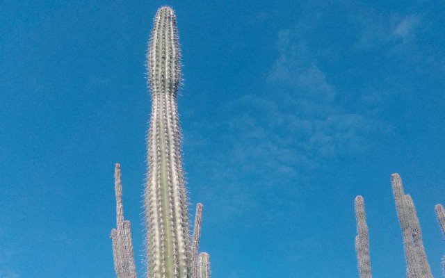 Topje van de kadushi cactus