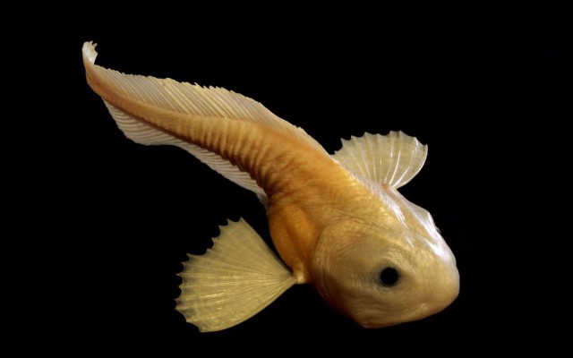 Snailfish, gevonden op ca. 8000m diepte